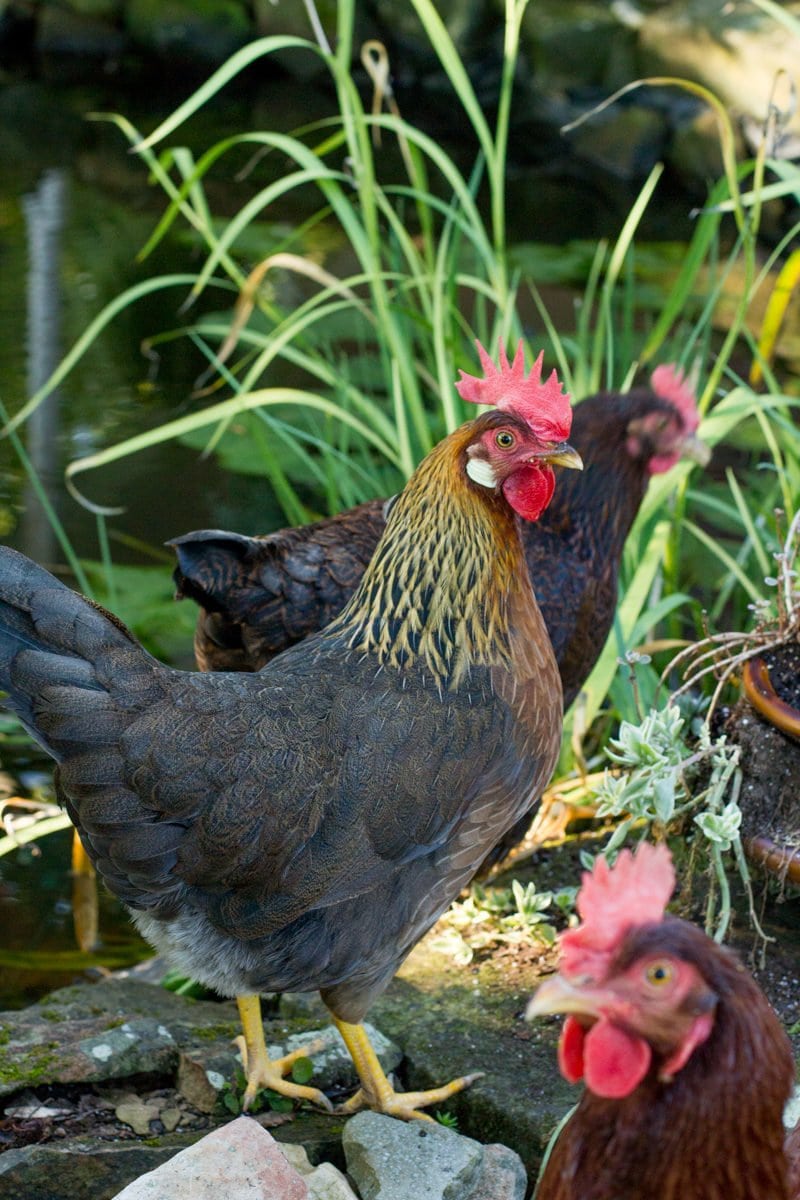 How to Start Raising Backyard Chickens in 7 Simple Steps ...