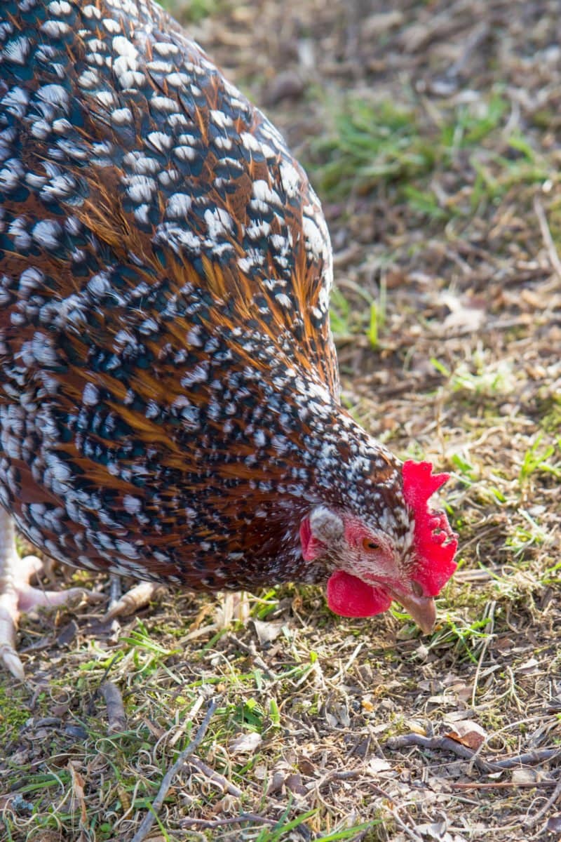 How to Start Raising Backyard Chickens in 7 Simple Steps ...