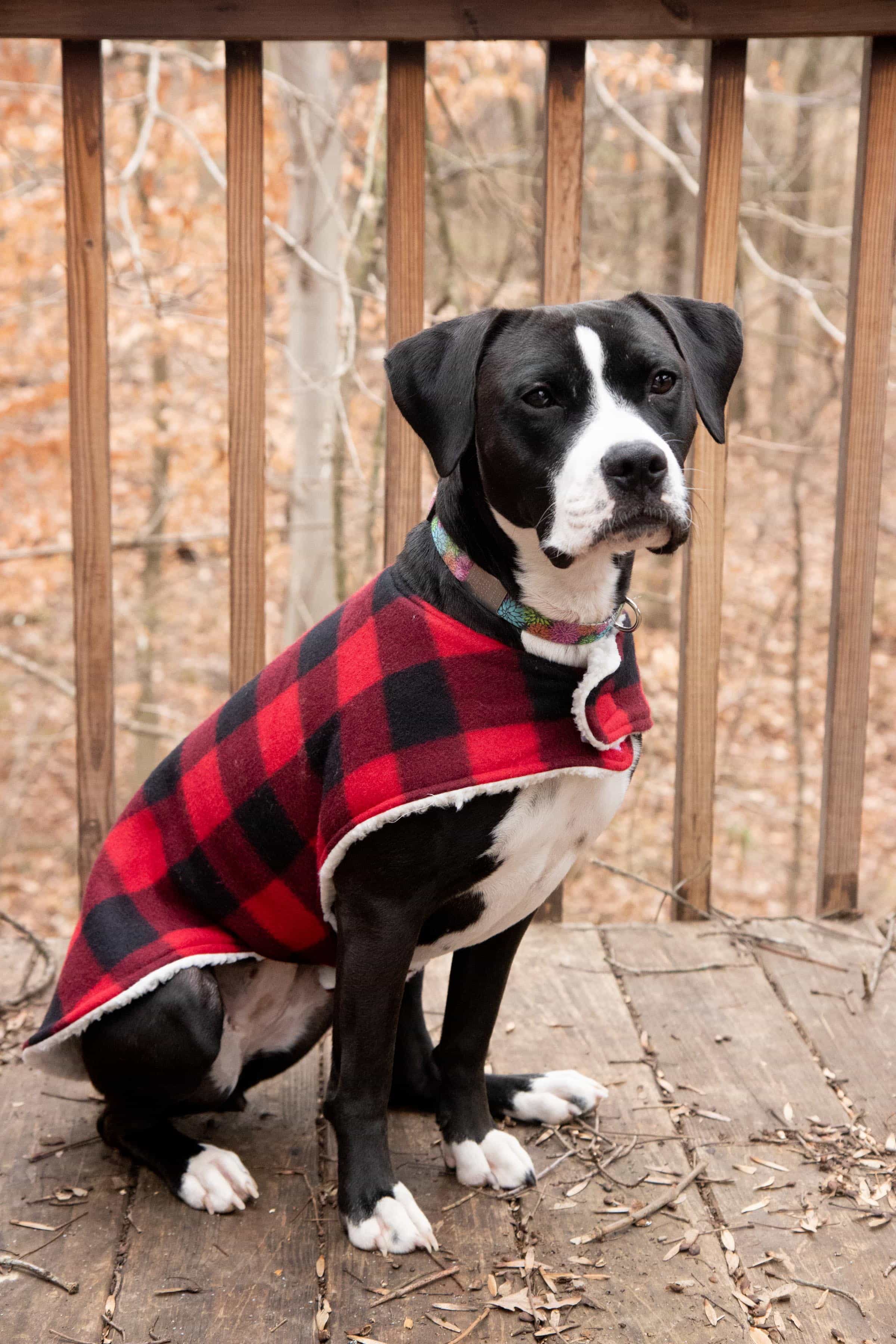 How to Sew a Cozy Custom Dog Coat in Less than an Hour ...